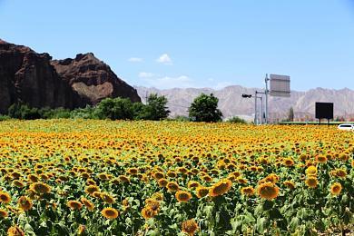 动保组织呼吁移除《马里奥赛车：世界》里的奶牛鼻环